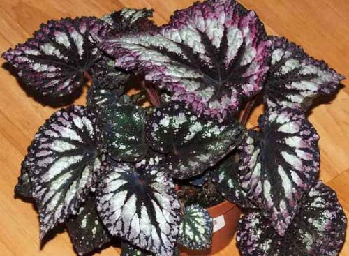 Тенелюбивые комнатные растения для прихожей. 33 тенелюбивые комнатные растения с минимальными требованиями к освещению