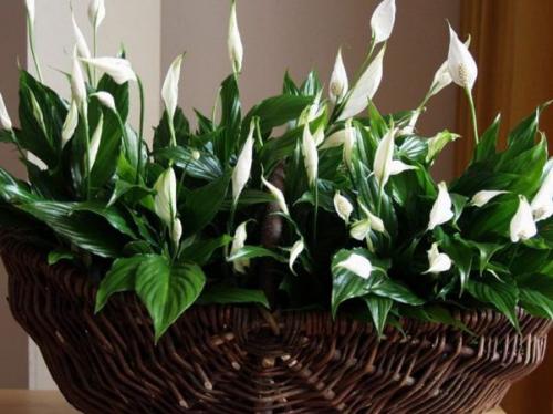 10 растений для северного окна. Какие комнатные растения подходят для северных окон 05