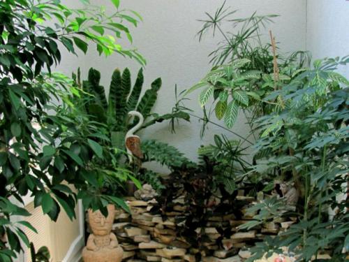 Тенелюбивые комнатные растения для прихожей. 33 тенелюбивые комнатные растения с минимальными требованиями к освещению