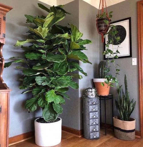 Лианы для северного окна. Потребность растений в освещении