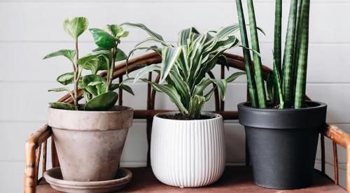 Комнатные растения для северных окон: полный список 05 Комнатные растения для северных окон: полный список 05