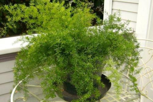 Жаростойкие комнатные растения. Комнатные растения: фото и названия (каталог)