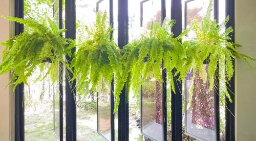 Комнатные растения для северных окон: полный список 02 Комнатные растения для северных окон: полный список 02