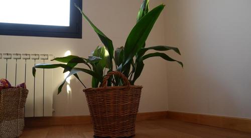 Комнатные растения для северных окон: полный список 04 Комнатные растения для северных окон: полный список 04