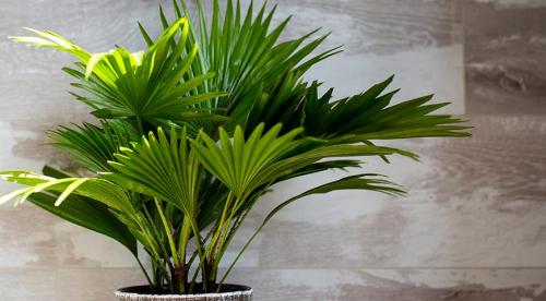 Комнатные растения для северных окон: полный список 03 Комнатные растения для северных окон: полный список 03