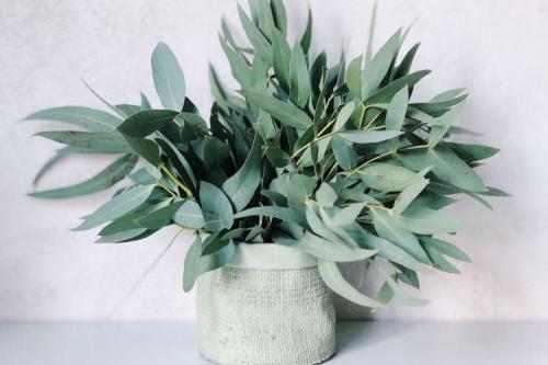 Жаростойкие комнатные растения. Комнатные растения: фото и названия (каталог)