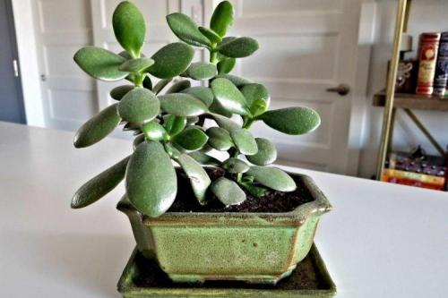 Жаростойкие комнатные растения. Комнатные растения: фото и названия (каталог)