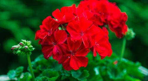 Комнатные растения для северных окон: полный список 01 Комнатные растения для северных окон: полный список 01