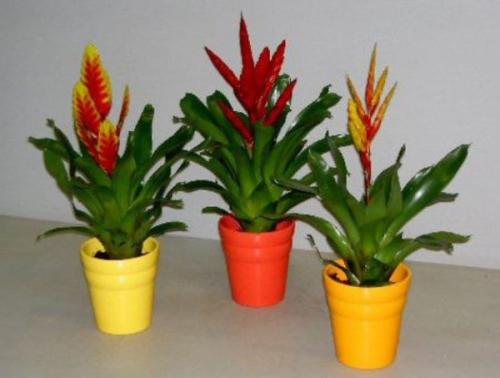 Тенелюбивые комнатные растения для кухни. Цветущие теневыносливые комнатные растения