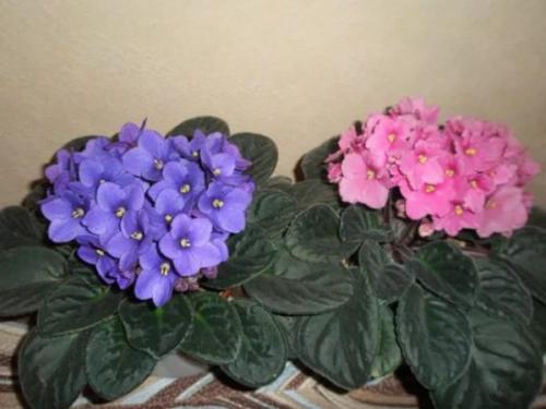 Тенелюбивые комнатные растения для кухни. Цветущие теневыносливые комнатные растения