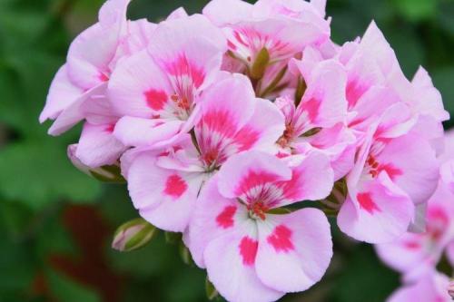 Жаростойкие комнатные растения. Комнатные растения: фото и названия (каталог)