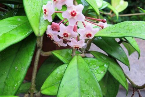 Комнатные растения на подоконнике. Комнатные цветы: фото и названия (каталог)