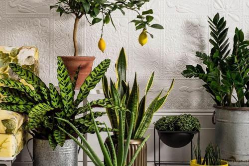 Комнатные растения на подоконнике. Комнатные цветы: фото и названия (каталог)