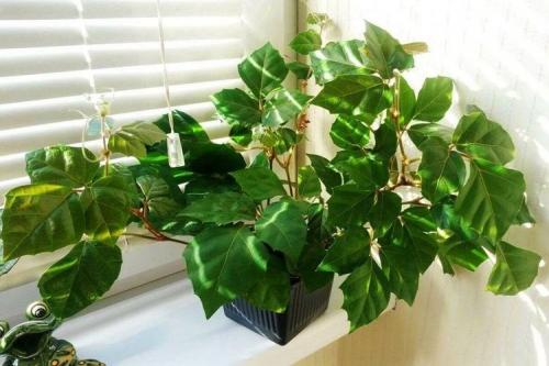 Комнатные растения на подоконнике. Комнатные цветы: фото и названия (каталог)