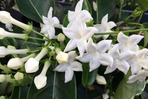 Комнатные растения на подоконнике. Комнатные цветы: фото и названия (каталог)