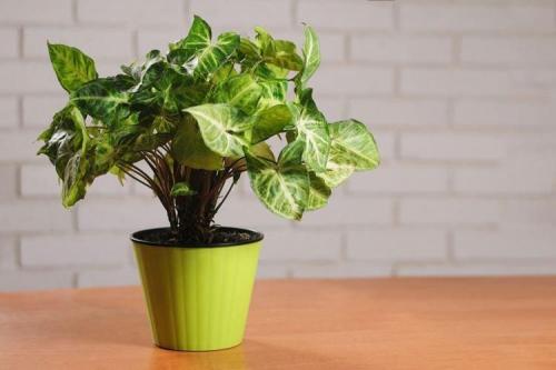 Комнатные растения на подоконнике. Комнатные цветы: фото и названия (каталог)