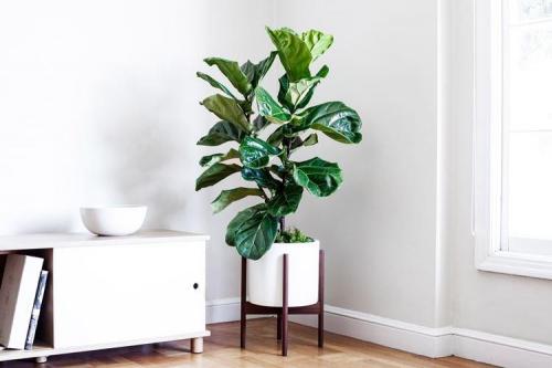 Комнатные растения на подоконнике. Комнатные цветы: фото и названия (каталог)