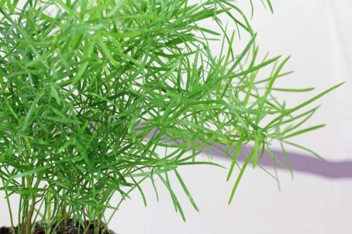 Комнатные растения на подоконнике. Комнатные цветы: фото и названия (каталог)