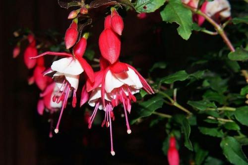 Комнатные растения на подоконнике. Комнатные цветы: фото и названия (каталог)