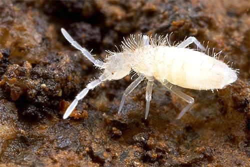 Насекомые на первом этаже. Все многообразие насекомых в квартире