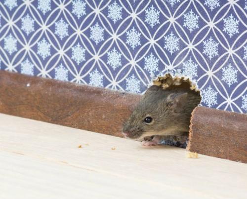 Какие бывают проблемы с проникновением насекомых и грызунов в квартиру на первом этаже. Пути проникновения грызуна в жилище