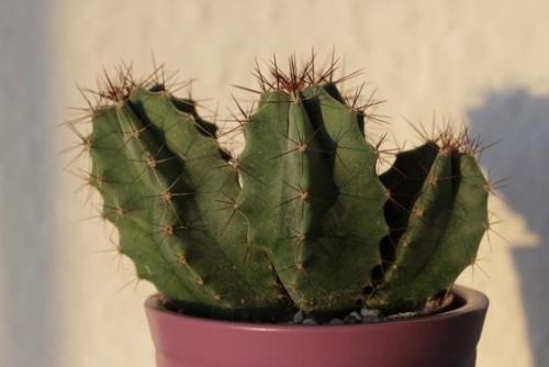 Растения для офиса без окон. 10 растений, которые выживут на рабочем столе в офисе