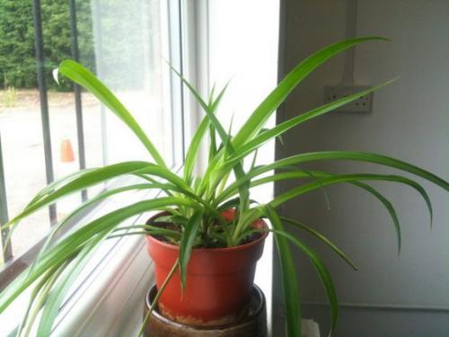 Растения для офиса без окон. 10 растений, которые выживут на рабочем столе в офисе