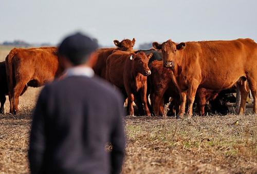 Какие последствия имеет потребление мяса для состояния почвы и сельского хозяйства. Ни рыба ни мясо