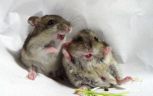 Какие преимущества СИП-дома перед традиционными домами. Недостатки домов из SIP панелей