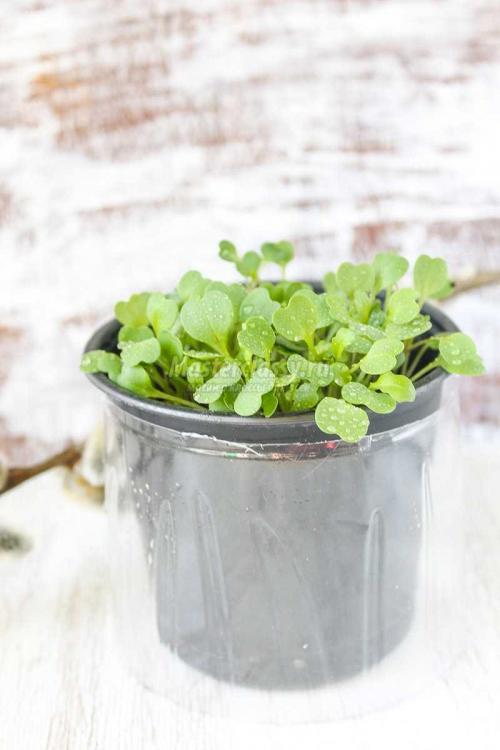 Создание пенала из пластиковой бутылки: простой способ создать домашний уголок для растений 09