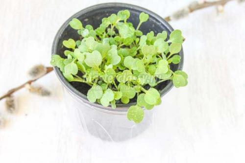 Создание пенала из пластиковой бутылки: простой способ создать домашний уголок для растений 10