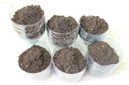 Создание пенала из пластиковой бутылки: простой способ создать домашний уголок для растений 04