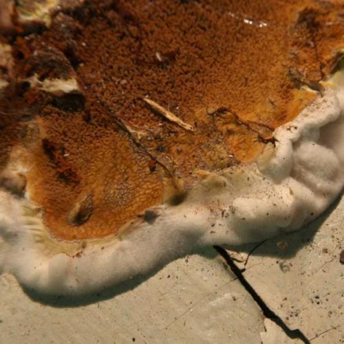 Как избежать проблем с влажностью и плесенью при строительстве погреба при высоком УГВ. Плесень и грибок в погребе и подвале: причины появления