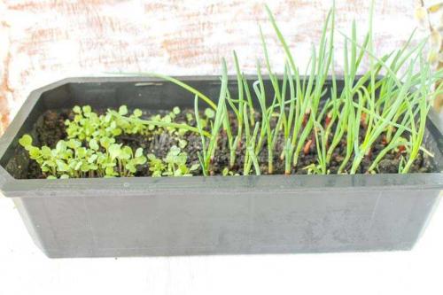 Создание пенала из пластиковой бутылки: простой способ создать домашний уголок для растений 08