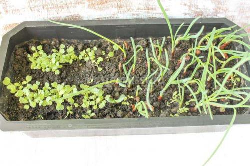 Создание пенала из пластиковой бутылки: простой способ создать домашний уголок для растений 07