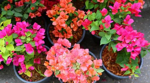 Лучшие цветы для южных окон. Растения для южных, северных, восточных и западных окон 06 Лучшие цветы для южных окон. Растения для южных, северных, восточных и западных окон 06