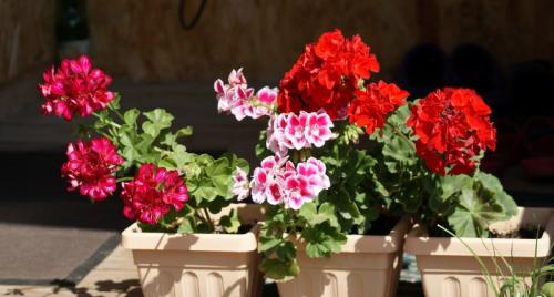 Цветы у бабушки на окне. Бабушкин цветок