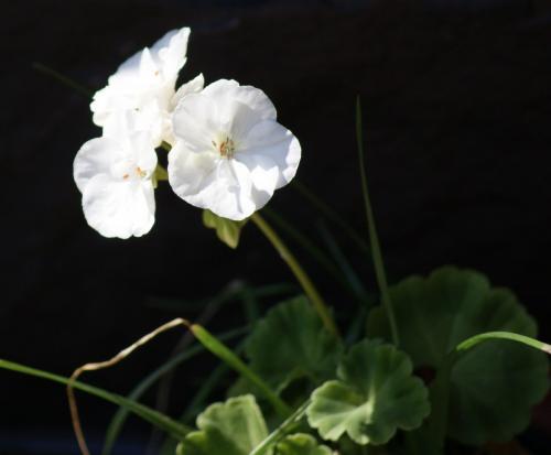 Цветы у бабушки на окне. Бабушкин цветок