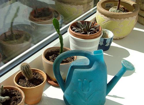 Лучшие цветы для южных окон. Растения для южных, северных, восточных и западных окон