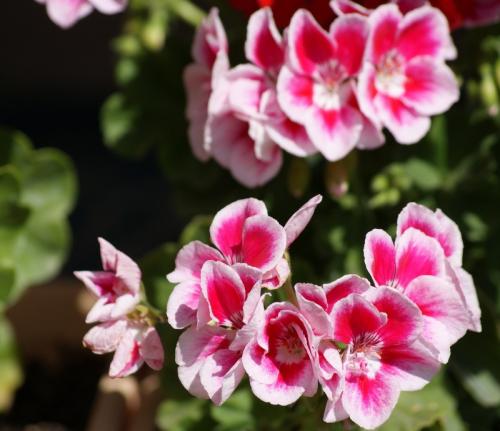 Цветы у бабушки на окне. Бабушкин цветок