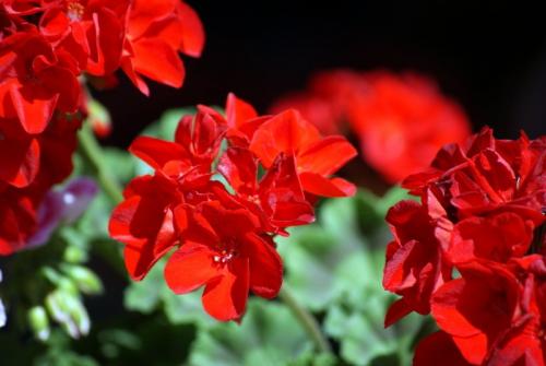 Цветы у бабушки на окне. Бабушкин цветок