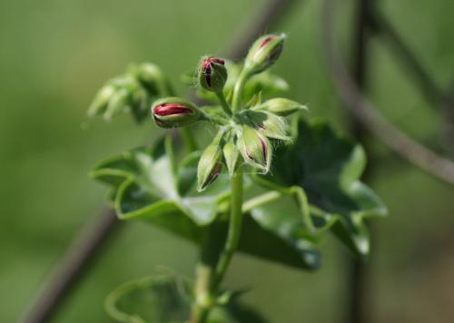 Цветы у бабушки на окне. Бабушкин цветок