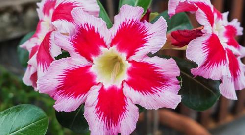 Лучшие цветы для южных окон. Растения для южных, северных, восточных и западных окон 05 Лучшие цветы для южных окон. Растения для южных, северных, восточных и западных окон 05