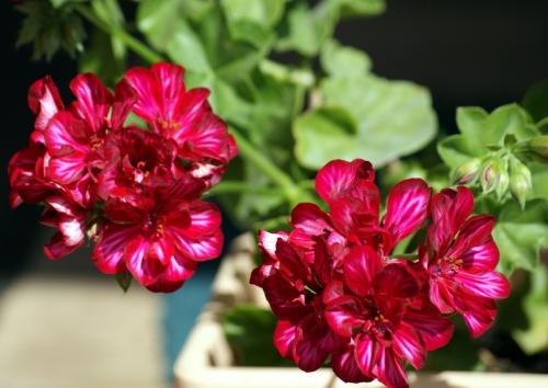 Цветы у бабушки на окне. Бабушкин цветок