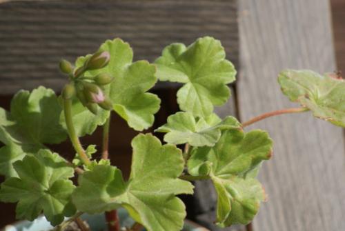 Цветы у бабушки на окне. Бабушкин цветок