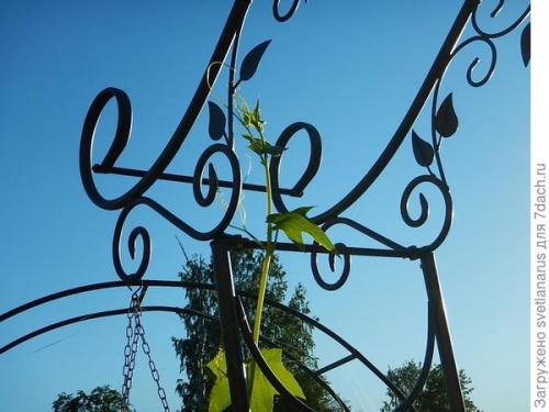 Как ухаживать за аркой на даче. Арка садовая