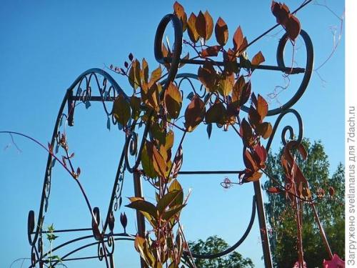 Как ухаживать за аркой на даче. Арка садовая