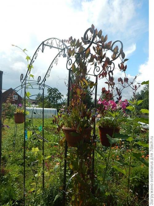 Как ухаживать за аркой на даче. Арка садовая