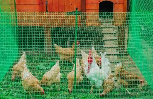 Как натянуть сетку для растений на арку для цветов. Виды