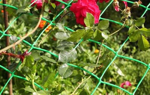 Как натянуть сетку для растений на арку для цветов. Виды